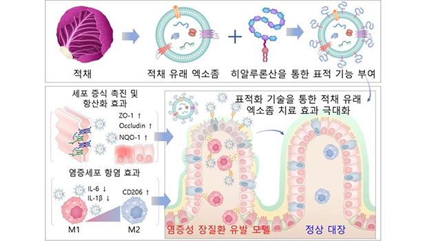 식물 유래 엑소좀을 이용한 염증성 장질환 치료제 개발: 인천대학교 이원종 교수 연구팀 성과 대표이미지